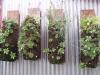 Hanging baskets / Des plantes sur le mur